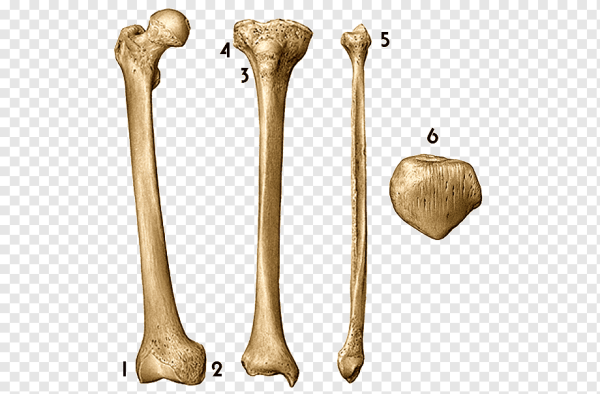 Бедренная кость (femur)