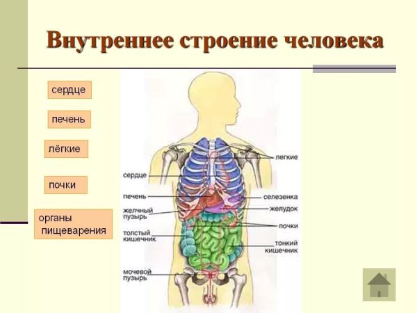 Строение человека подписать органы