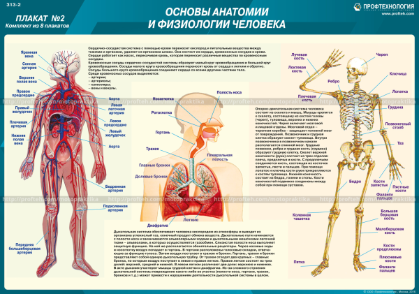 Скелетная система человека плакат