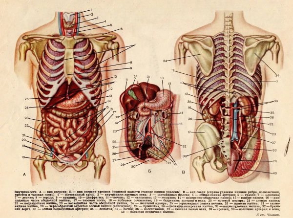 Картинки скелет человека с органами (46 фото)