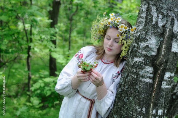 Береза русская красавица