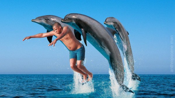 Дельфины черного моря