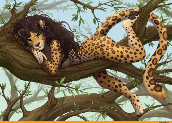 Furry Cheetah furotica