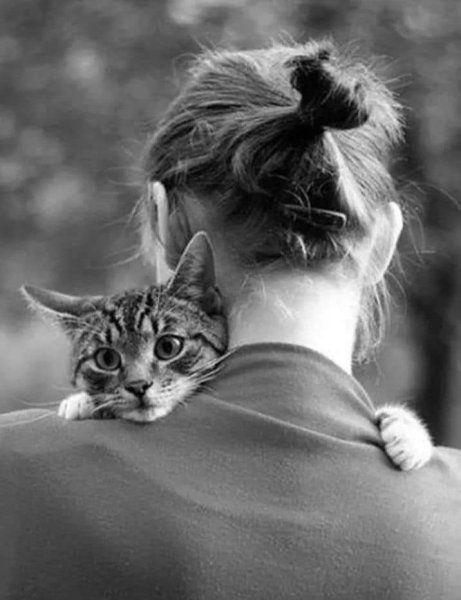 Красивая девушка с котом