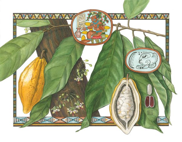 Экстракт Theobroma Cacao 25x