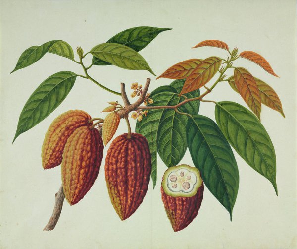 Theobroma Cacao Ботаническая иллюстрация