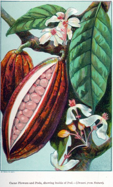 Theobroma Cacao Ботаническая иллюстрация