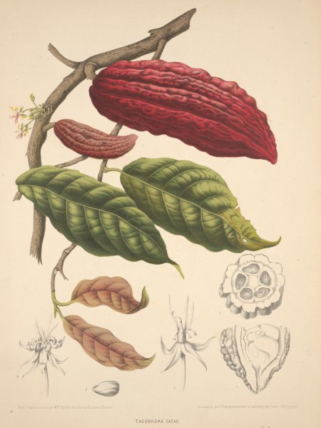 Theobroma Cacao Ботаническая иллюстрация