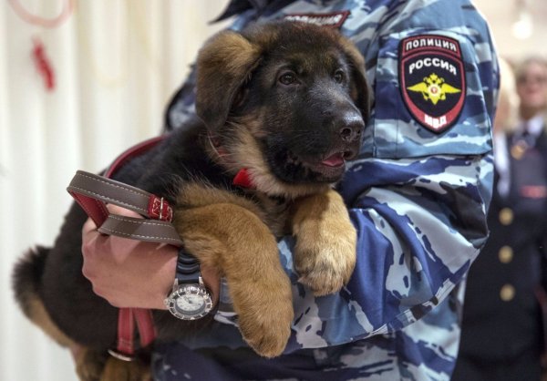 Немецкая овчарка Добрыня во Франции