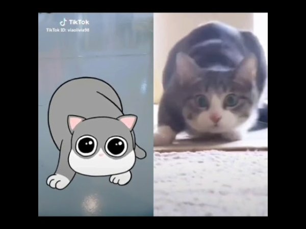 Кошка из тик тока