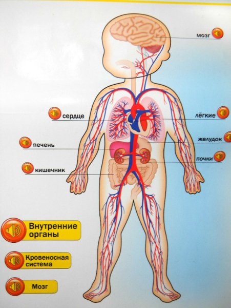 Внутренние органы человека для дошкольников