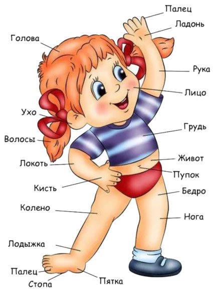 Тело человека для дошкольников
