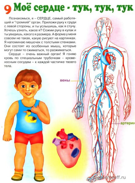 Организм человека для дошкольников