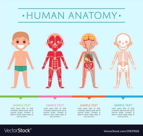 Картинки для ребенка анатомия человека (48 фото)