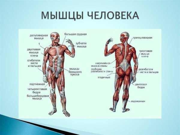 Название мышц человека в бодибилдинге