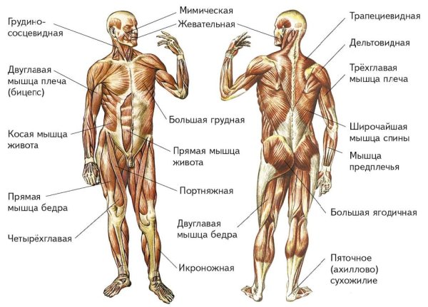 Мышечная система человека вид спереди и сзади