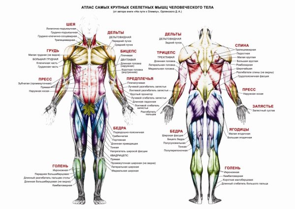 Атлас мышцы человека анатомия