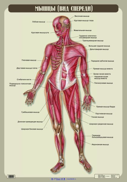 Картинки анатомия человека мышцы (46 фото)