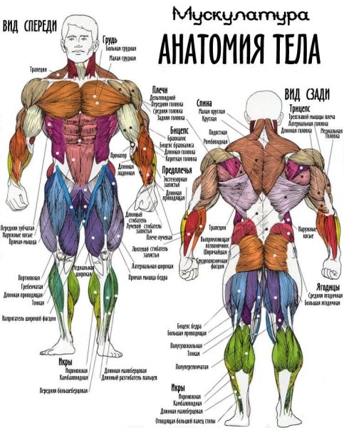 Мышечная анатомия человека для тренировок