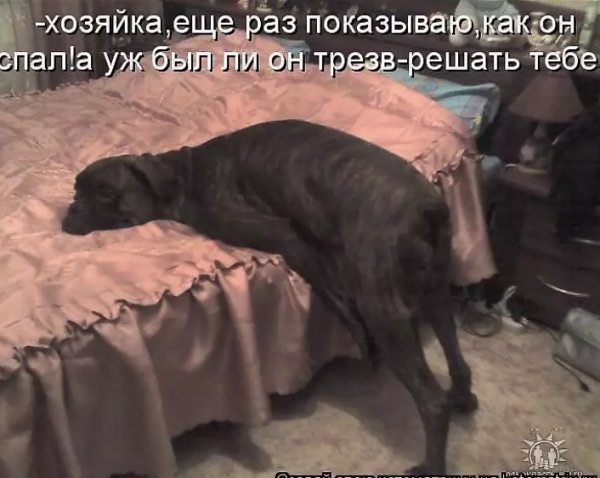 Собака не проснулась утром
