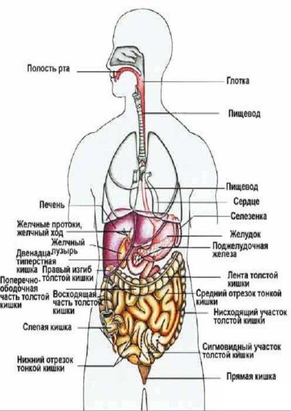 Строение органов человека спереди