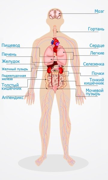 Организм человека схема внутренние