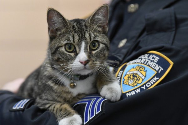 Картинки кот полицейский (41 фото)