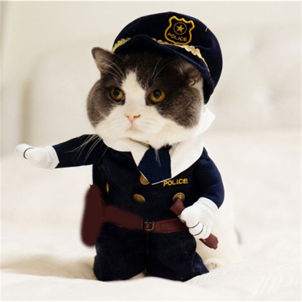 Котик в форме