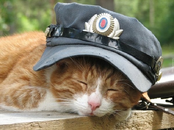 Котик в фуражке