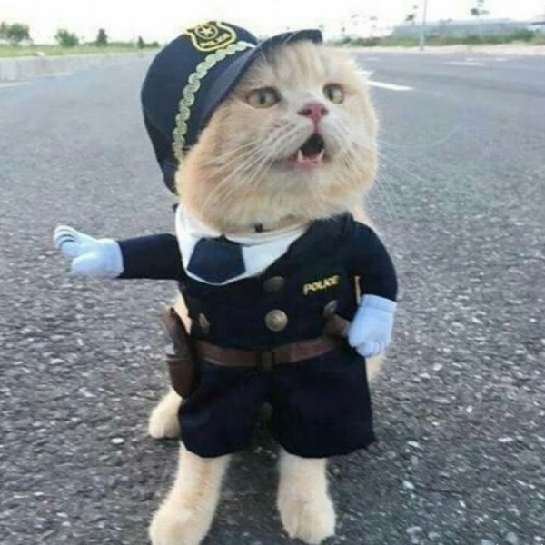 Кот в полицейской форме