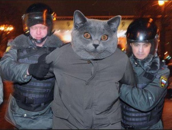 Кот арестован