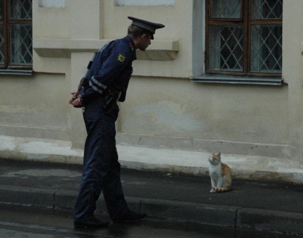 Коты менты