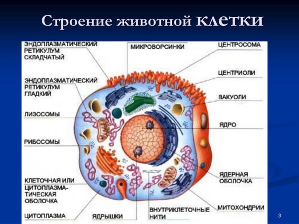 Строение клетки человека рисунок