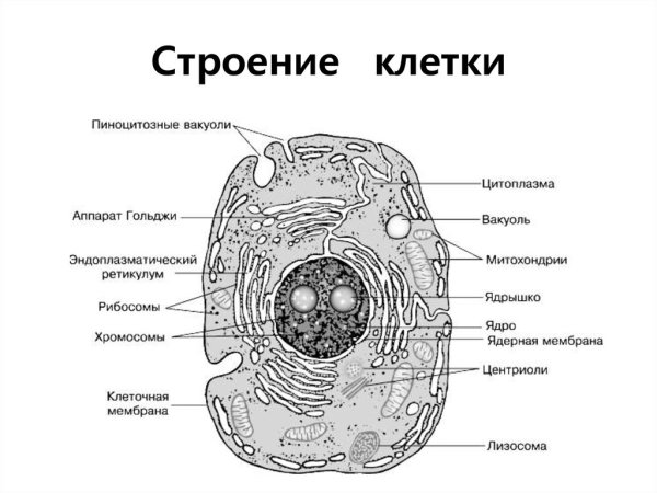Схема строения животной клетки