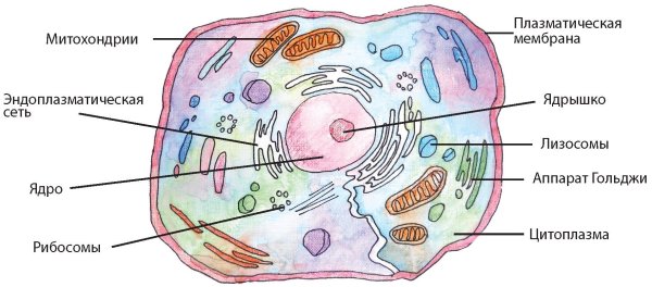 Картинки клетка человека (49 фото)