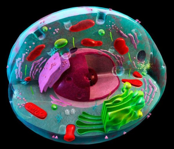 Клетка cellula