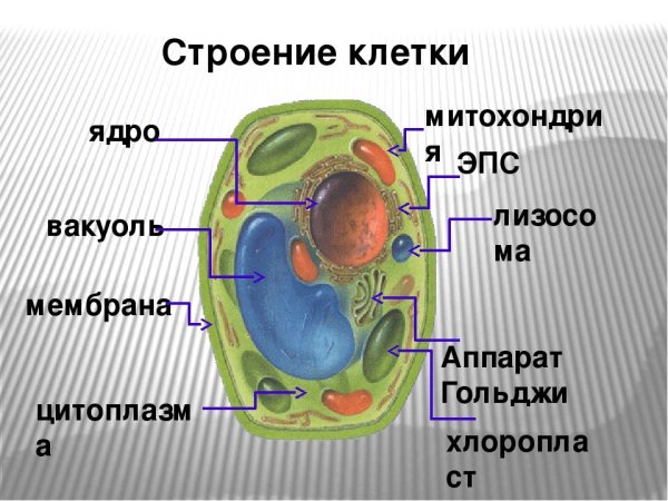 Клетка биология строение