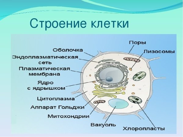 Основные части клетки анатомия