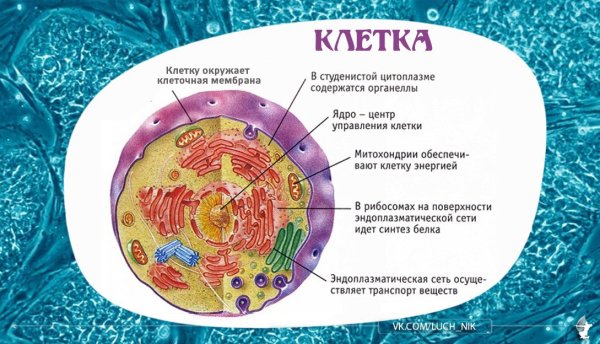 Клетка человека