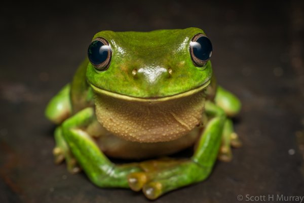 Жаба Litoria Pinocchio