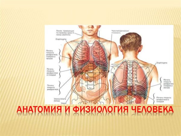 Анатомия и физиология человека