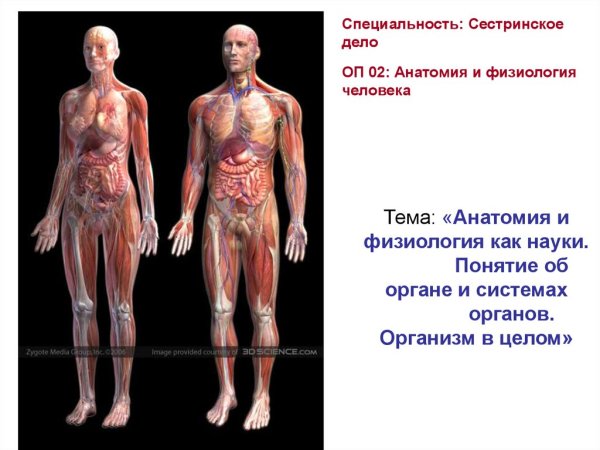 Картинки анатомия и физиология человека (49 фото)