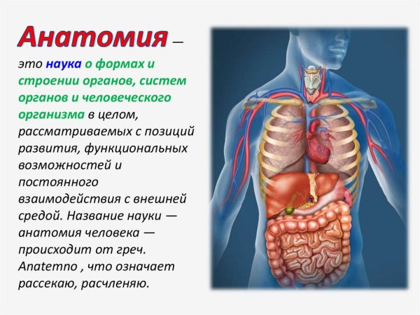Строение организма человека