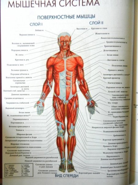 Строение органов человека спереди