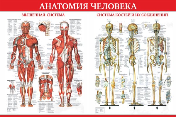 Анатомия человека атлас скелет и мышцы