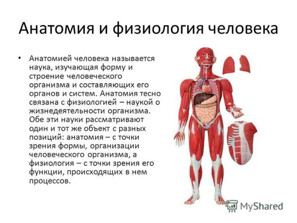 Анатомия и физиология