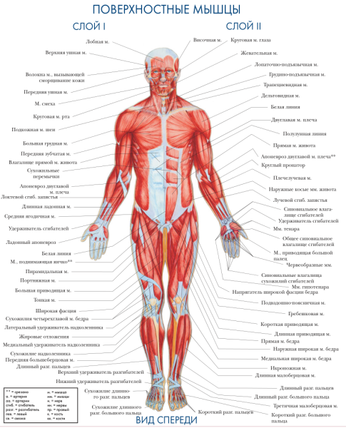 Человек мышцы анатомия система