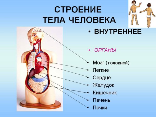 Внутренние органы человека строение внутренности