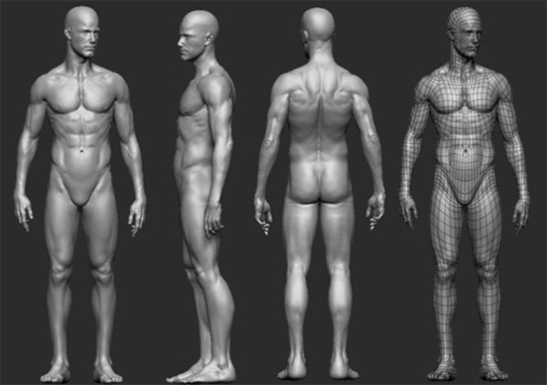 Референс для 3d моделирования анатомия