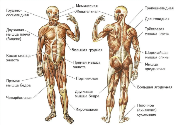 Строение мышц человека спереди и сзади